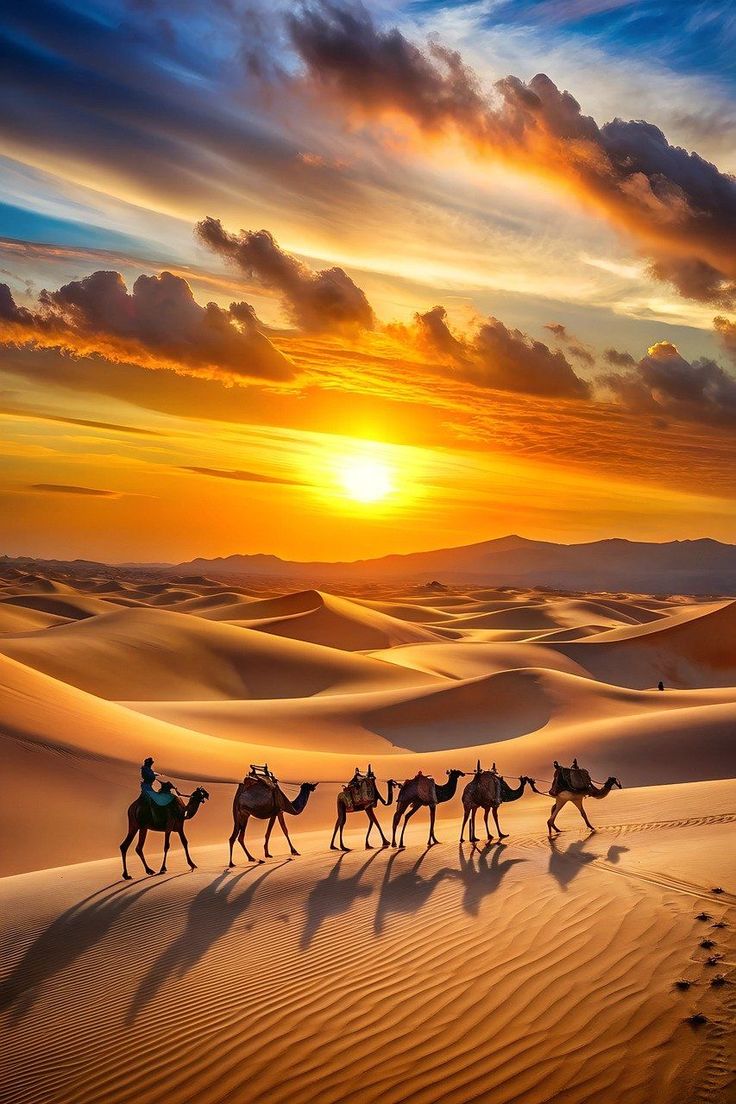 Sunset Camel Trek